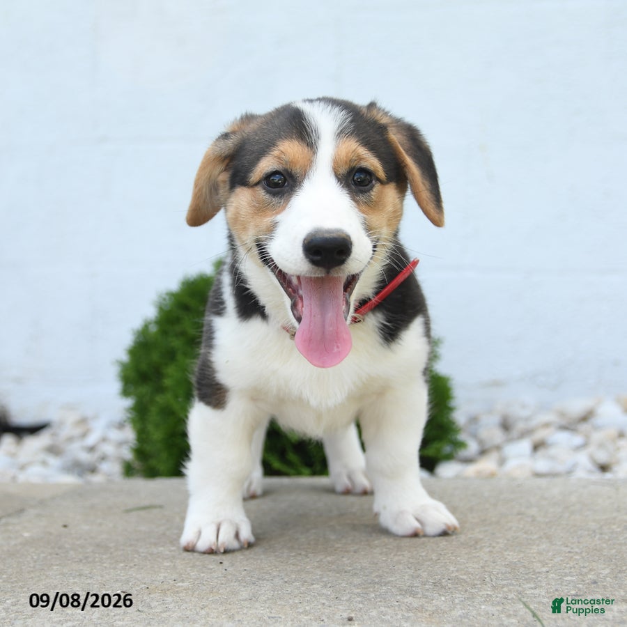 Welsh Corgi Pembroke dogs Bailey - Ad 2
