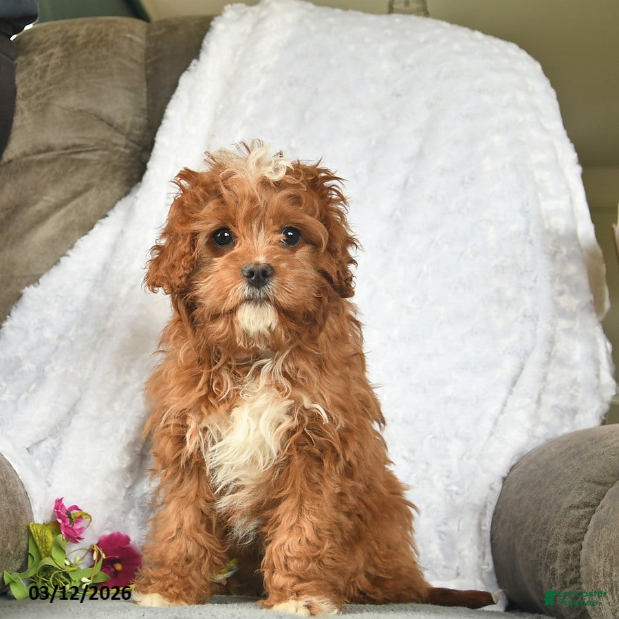 Cavapoo dogs Sammi Lee - Ad 1