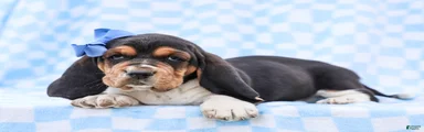 Edgar Purebred Basset Hound Pup