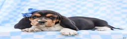 Basset Hound dogs for sale: Edgar Purebred Basset Hound Pup - Ad 1