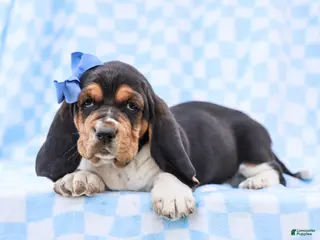 Basset Hound dogs for sale: Edgar Purebred Basset Hound Pup - Ad 3
