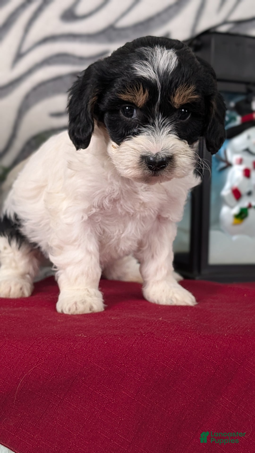 Mixed Breed dogs for sale: Alana - Ad 2