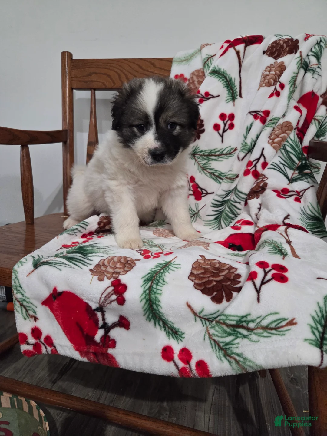 Great Pyrenees dogs for sale: Holly - Ad 4