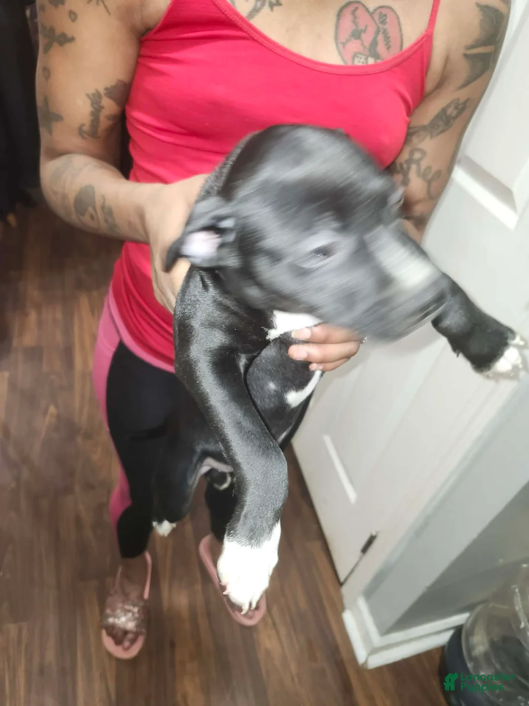 American Staffordshire Terrier dogs for sale: American Staffordshire Terrier Puppy 3 - Ad 7