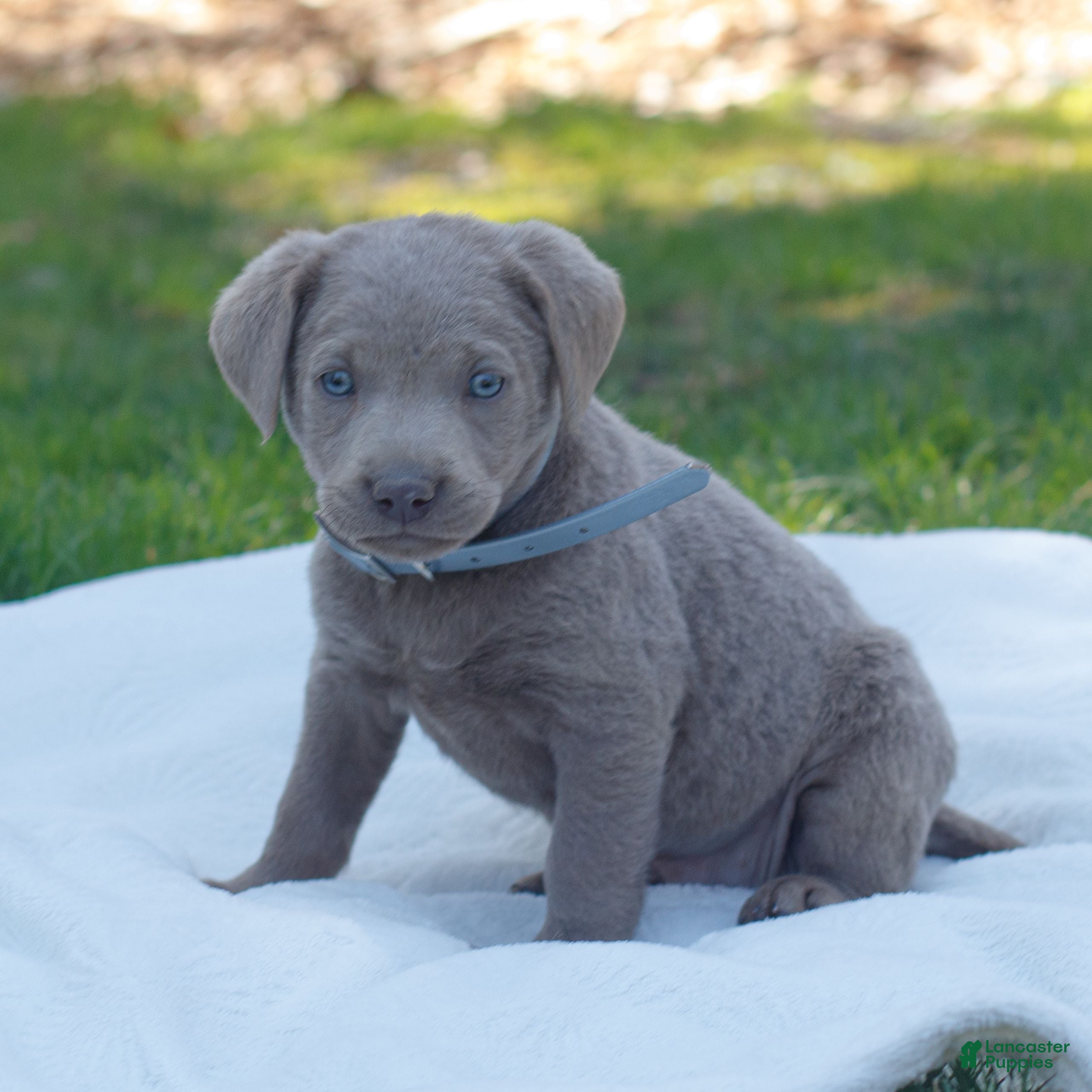 Labrador Retriever dogs Riley  - Ad 2