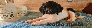 Rollo