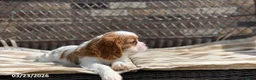 Cavalier King Charles Spaniel dogs for sale: Max - Ad 3