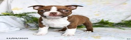 Boston Terrier dogs for sale: Barty - Ad 1