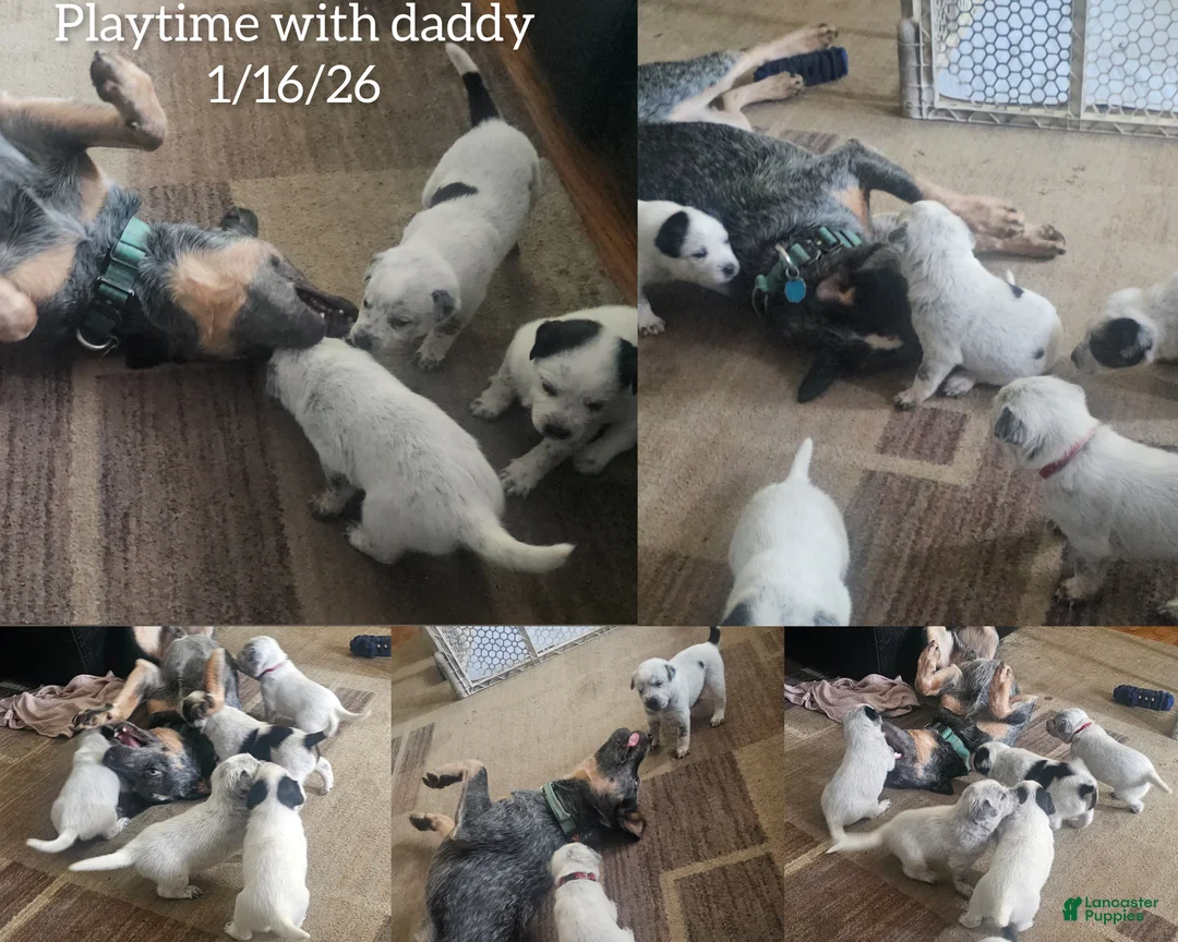 Mixed Breed dogs for sale: Mixed Breed Puppy 7 - Ad 32