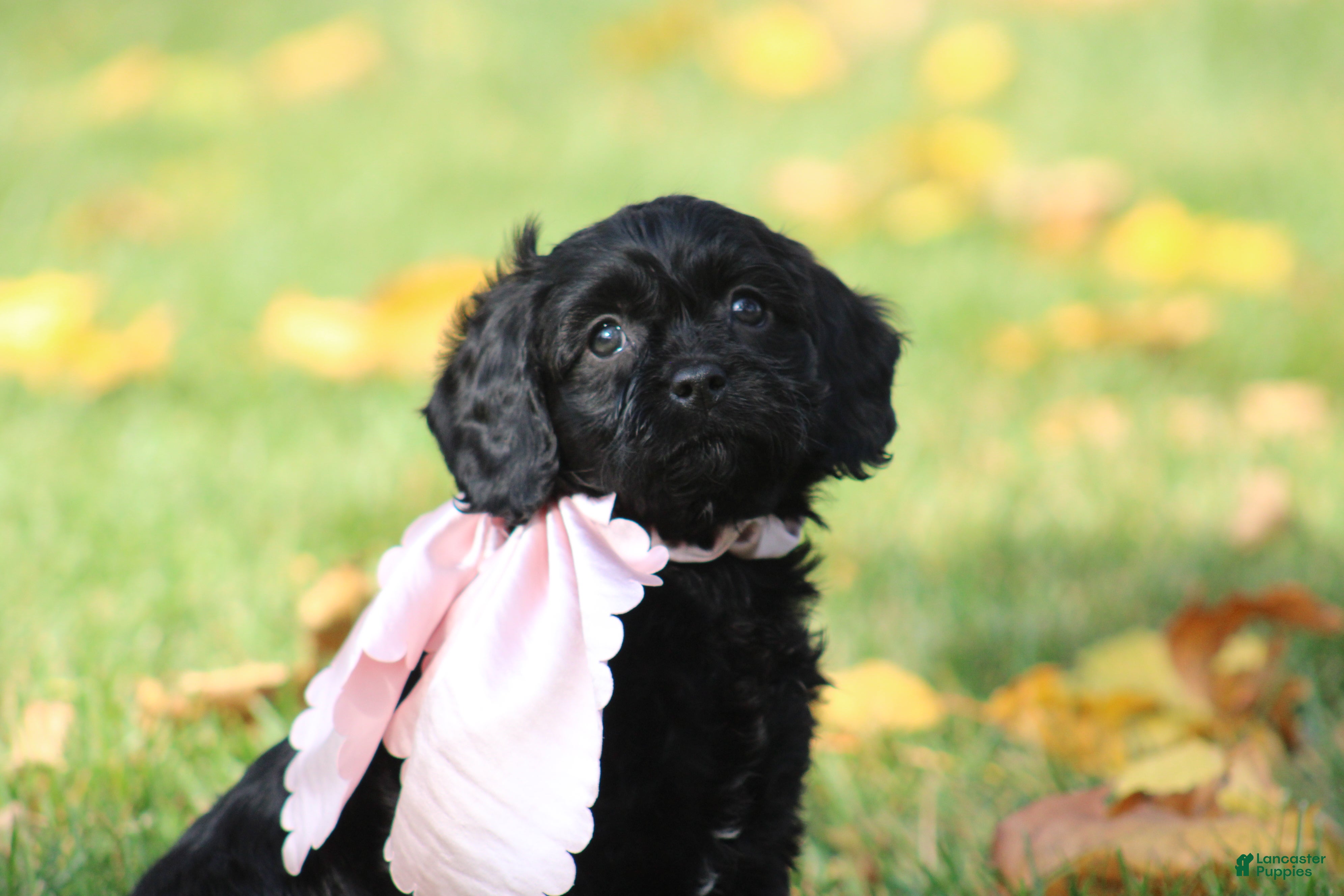 Cavapoo dogs for sale: Daphne - Ad 2