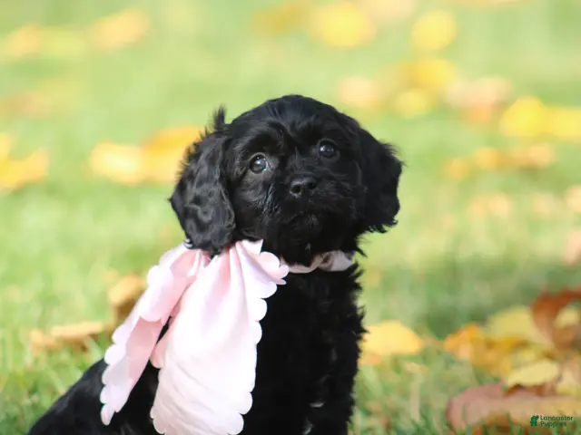 Cavapoo dogs for sale: Daphne - Ad 2