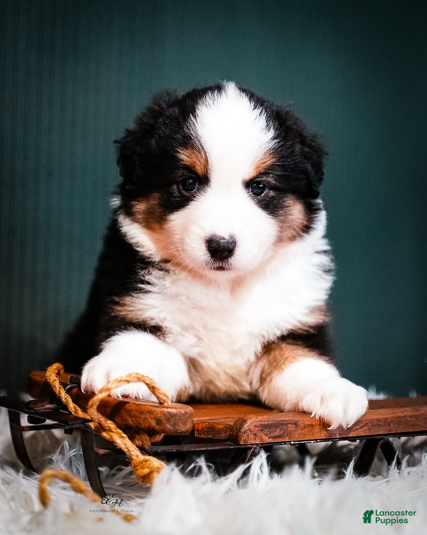 Miniature Australian Shepherd dogs Domino - Ad 5