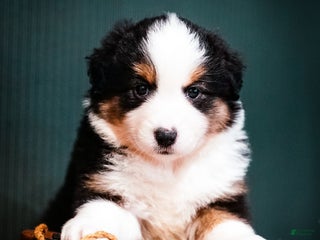 Miniature Australian Shepherd dogs Domino - Ad 5