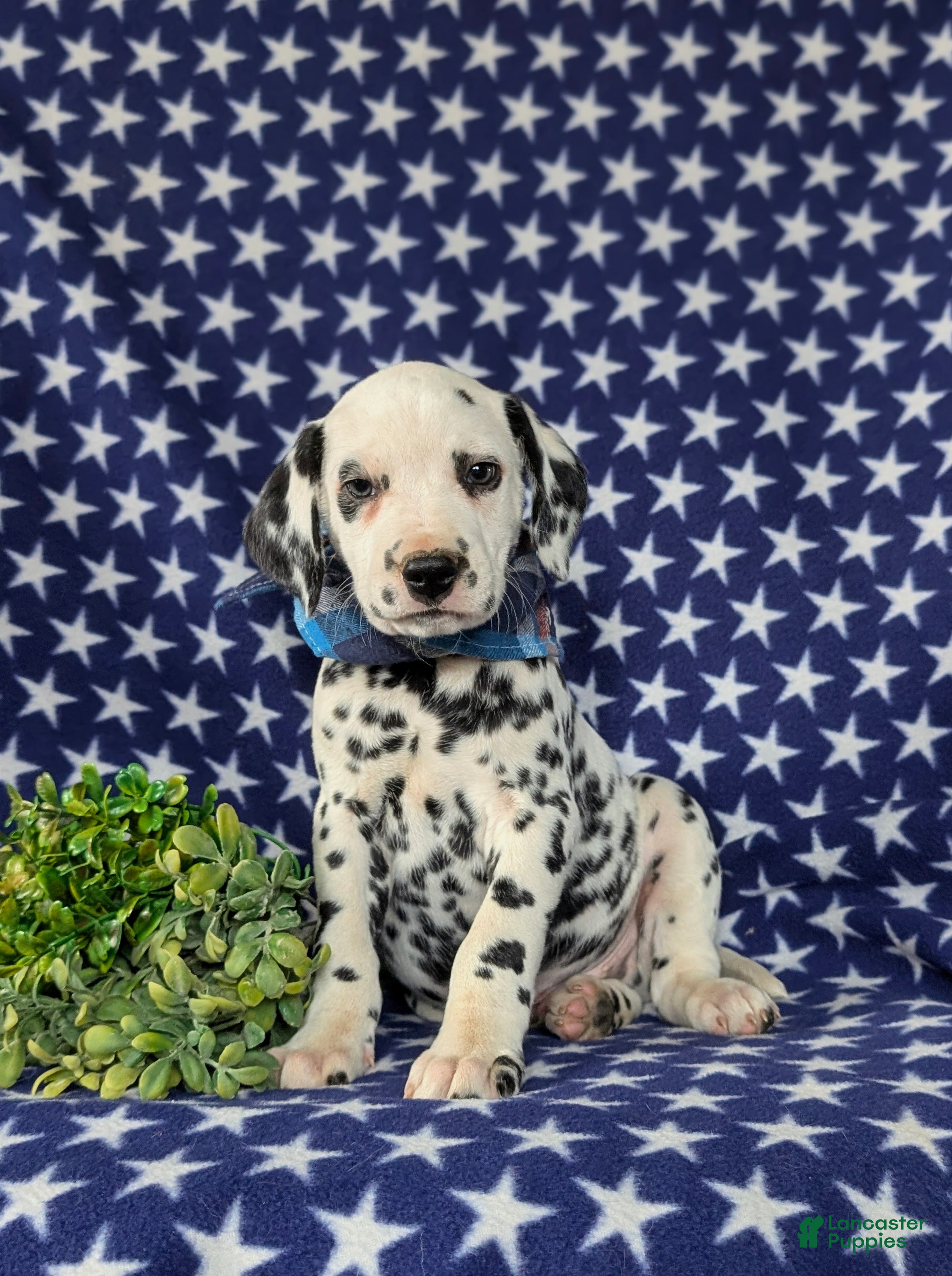 Dalmatian dogs Julian - Ad 1