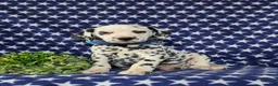 Dalmatian dogs for sale: Julian - Ad 1