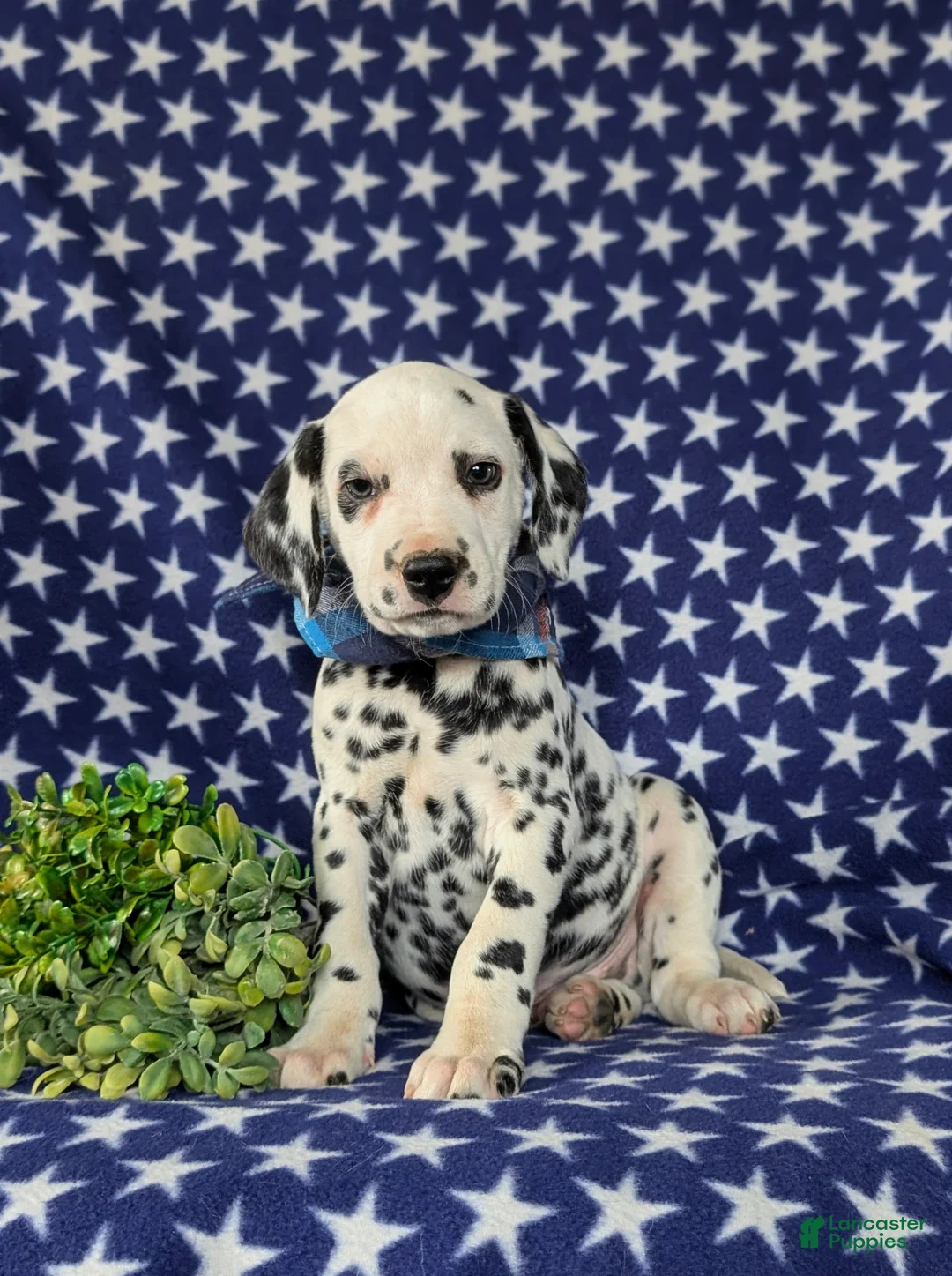 Dalmatian dogs for sale: Julian - Ad 1