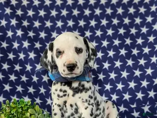 Dalmatian dogs for sale: Julian - Ad 1