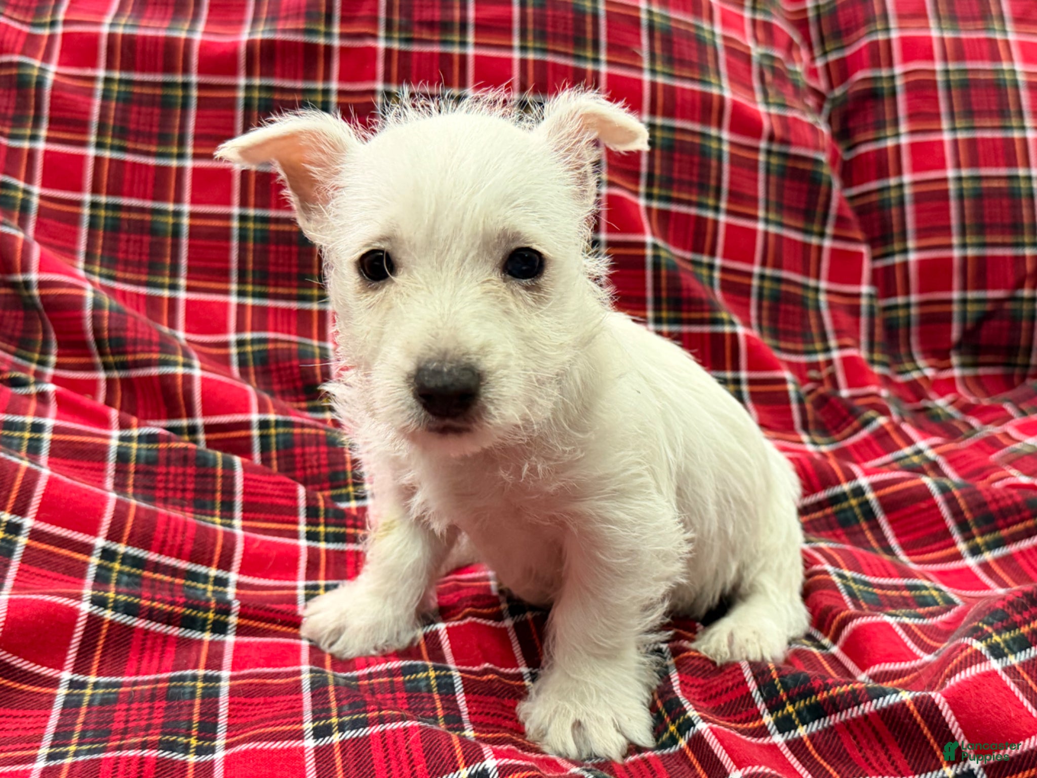 West Highland Terrier dogs Cheyenie - Ad 2