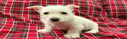 West Highland Terrier dogs for sale: Cheyenie - Ad 2