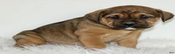 Mixed Breed dogs for sale: Dodger  - Ad 2