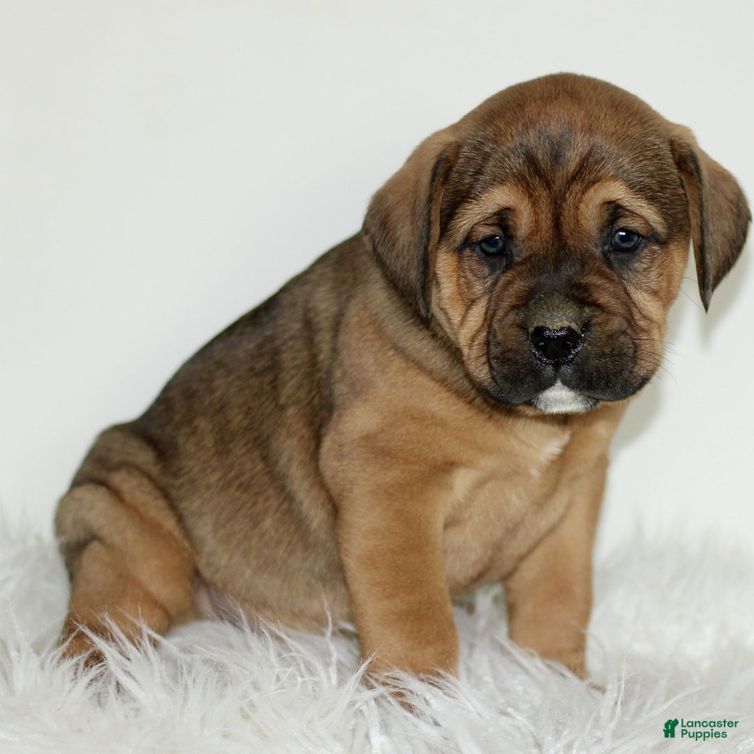 Mixed Breed dogs for sale: Dodger  - Ad 2