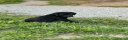 Labrador Retriever dogs for sale: Labrador Retriever 1 - Ad 8