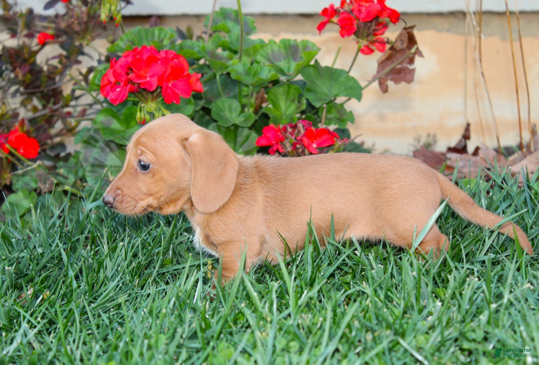 Dachshund dogs for sale: Sasha - Genetic Tested Parents - Ad 12