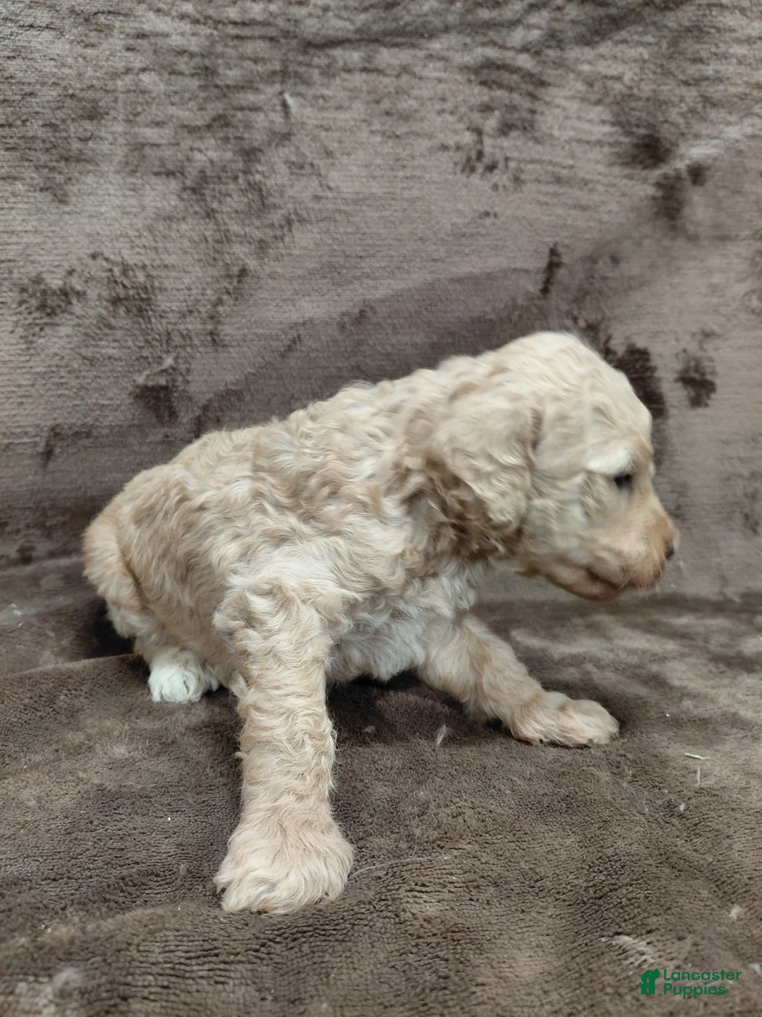 Goldendoodle dogs for sale: Fiona Standard  - Ad 2