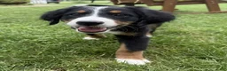 Bernese Mountain Dog dogs for sale: Daisy - Ad 4