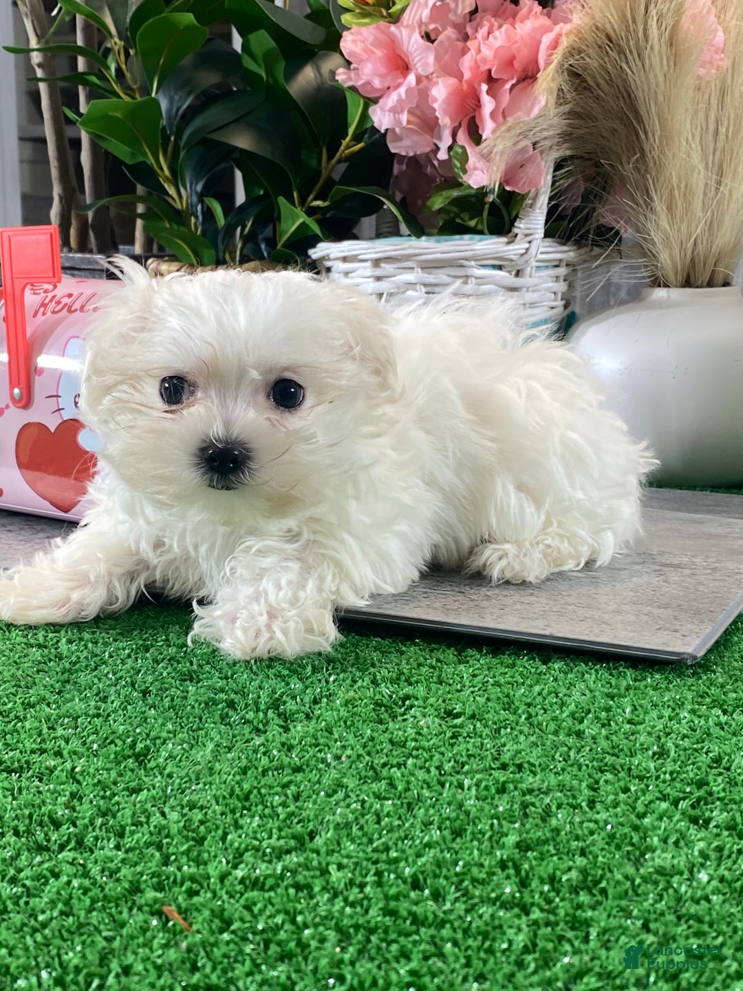 Maltese dogs for sale: Teacup Mikaylee - Ad 5
