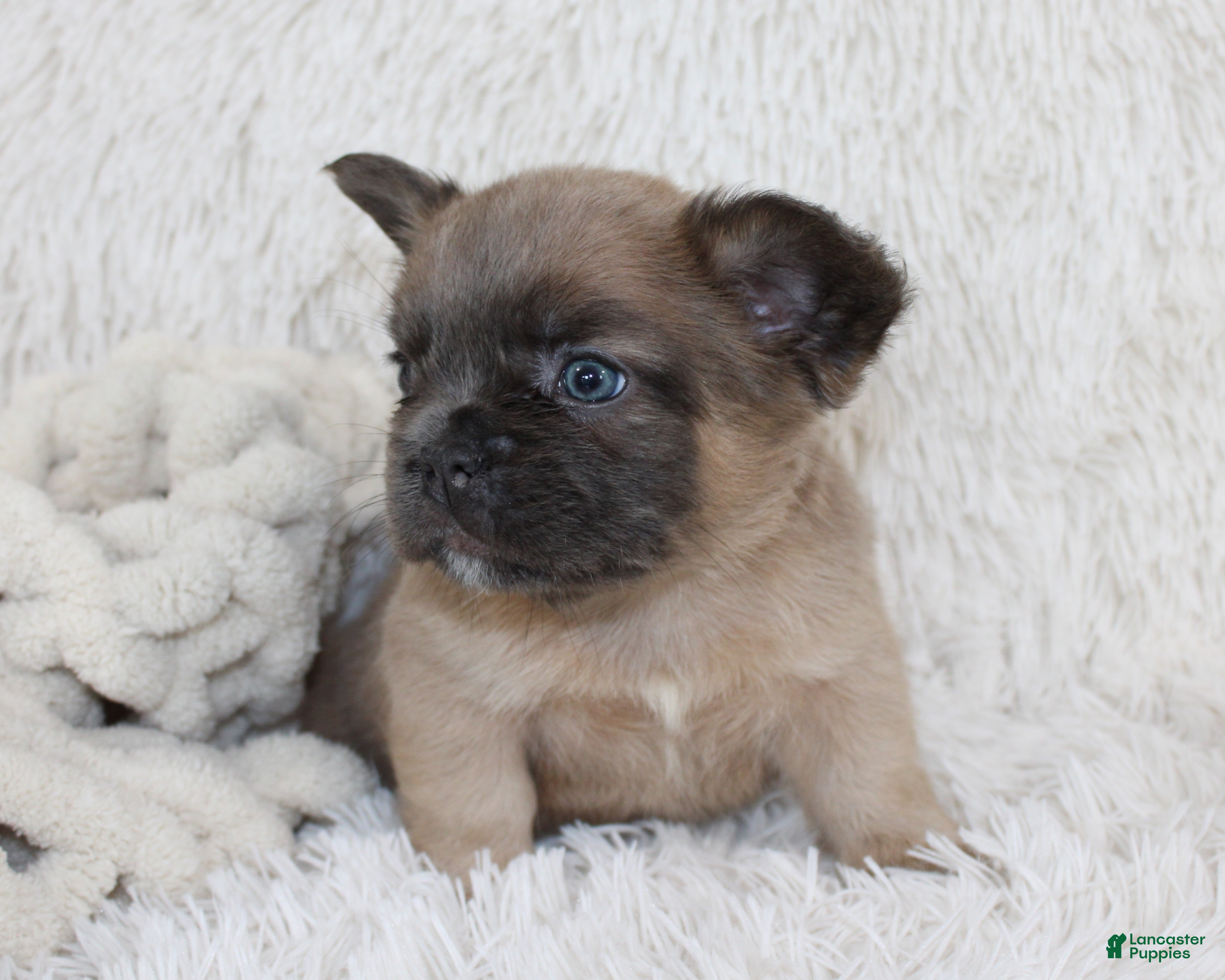 French Bulldog dogs Fluffy Louie - Ad 2