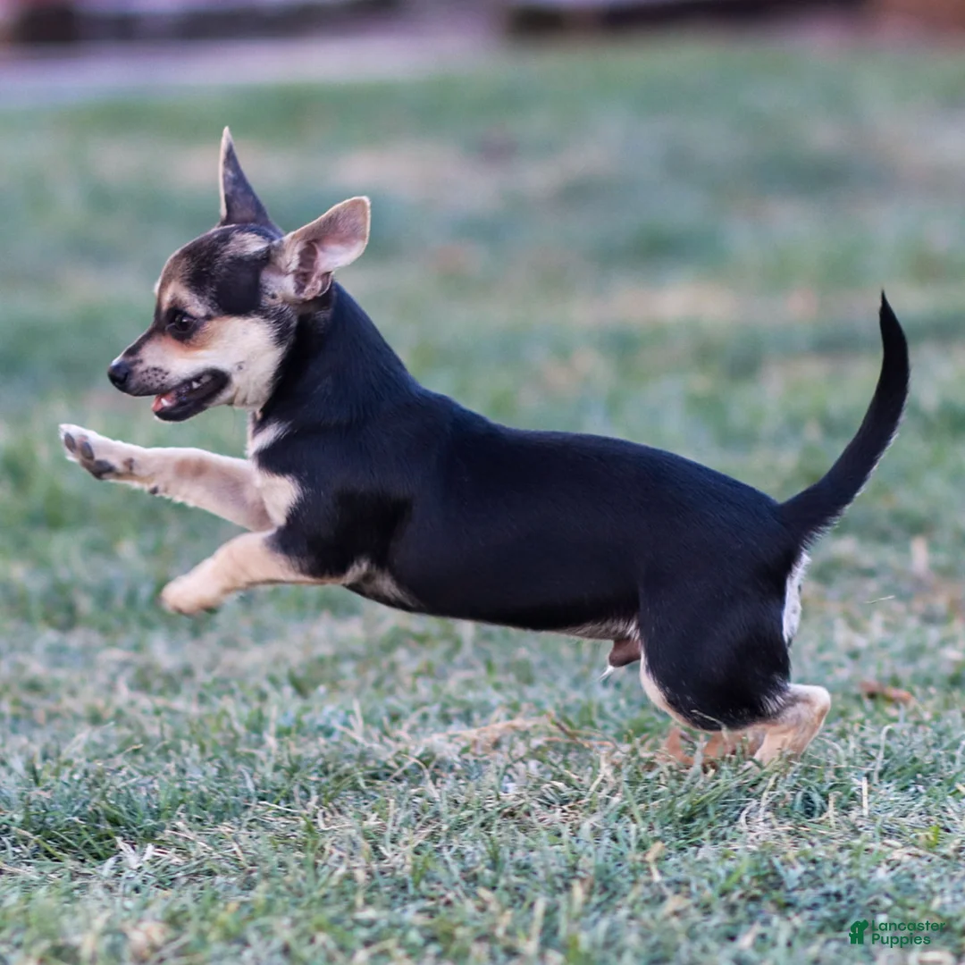 Chihuahua dogs for sale: Phoenix - Ad 8