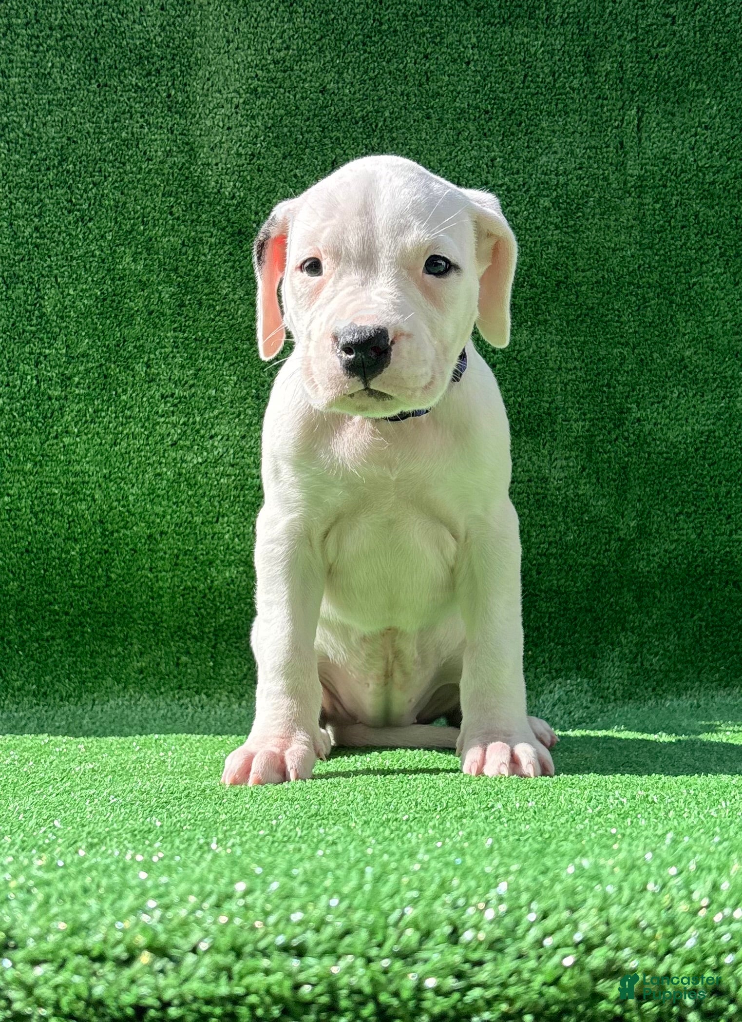 Dogo Argentino dogs for sale: Purple  - Ad 4