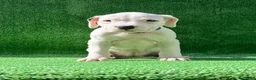 Dogo Argentino dogs for sale: Purple  - Ad 1