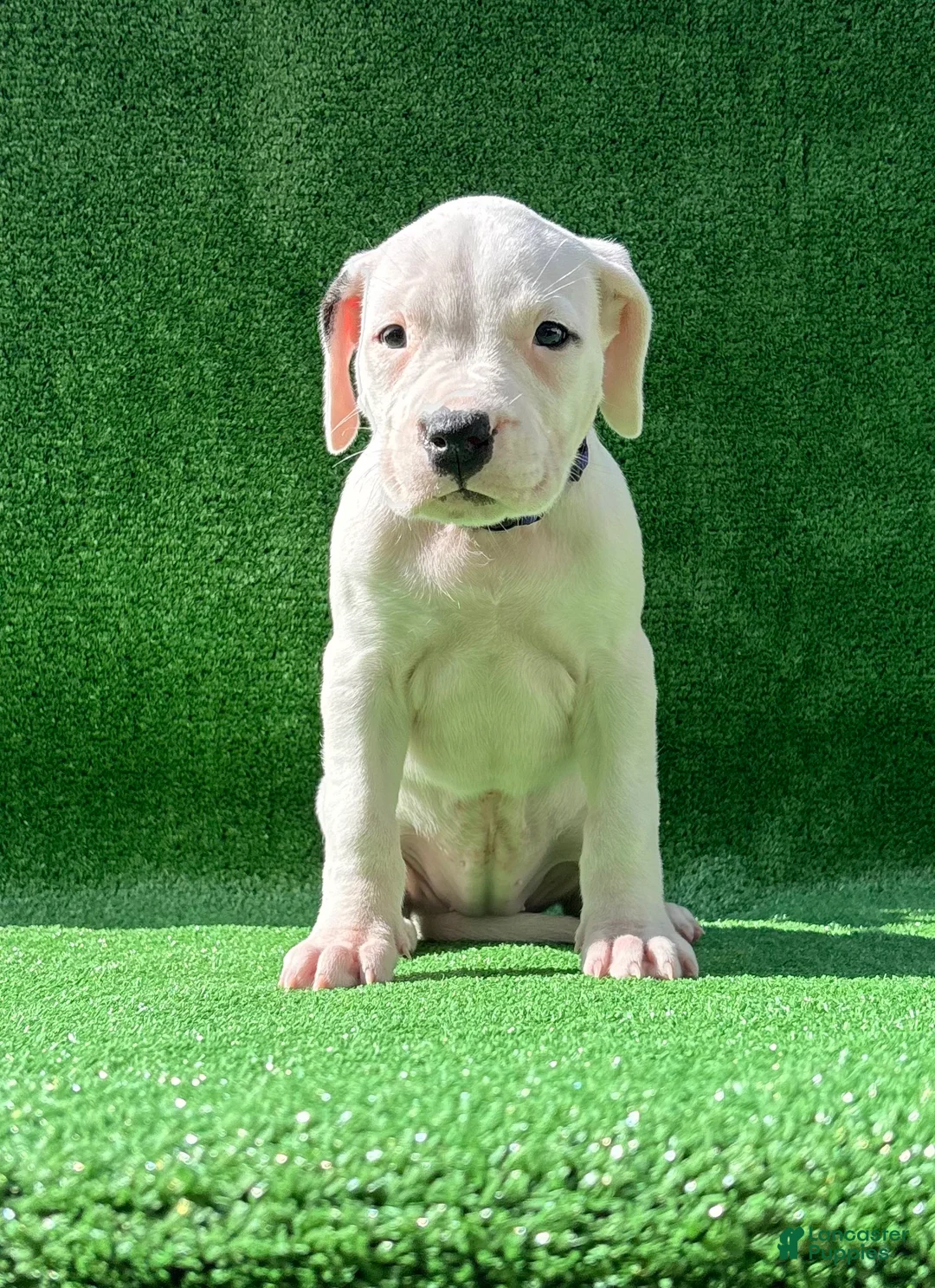Dogo Argentino dogs for sale: Purple  - Ad 1