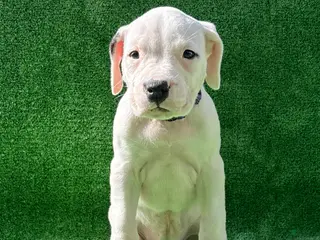 Dogo Argentino dogs for sale: Purple - Ad 4