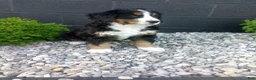 Bernese Mountain Dog dogs for sale: Carla  - Ad 4