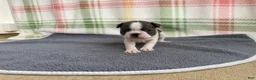 Boston Terrier dogs for sale: Boston Terrier 2 (Leia) - Ad 30