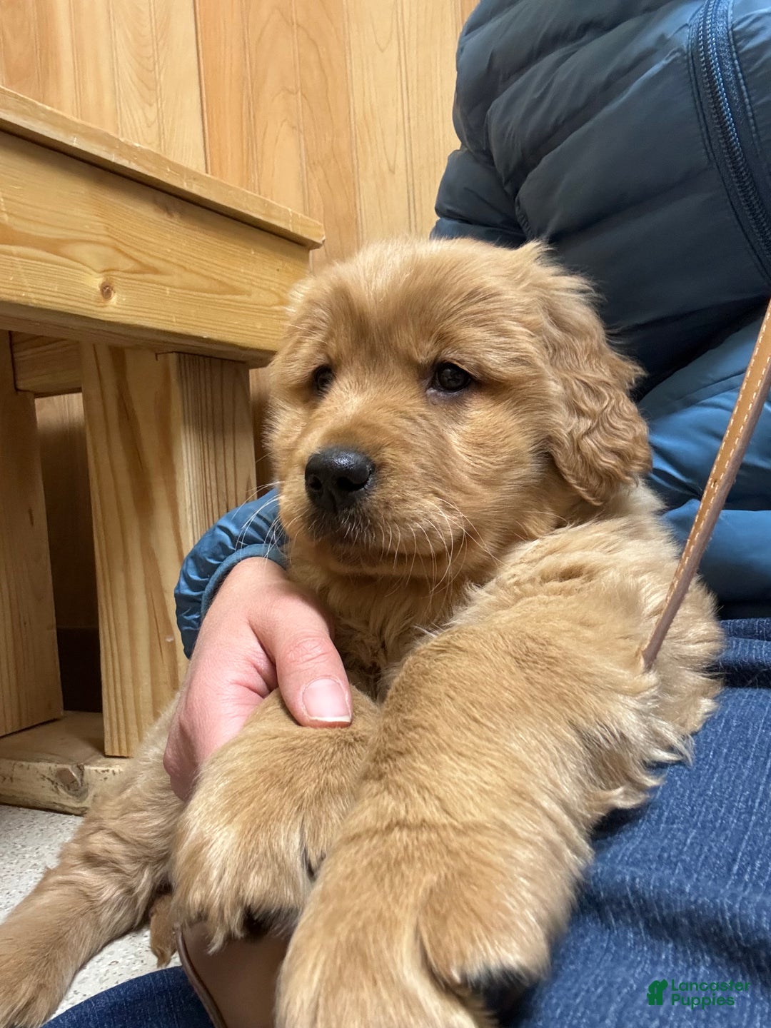 Golden Retriever dogs for sale: Autumn - Ad 2