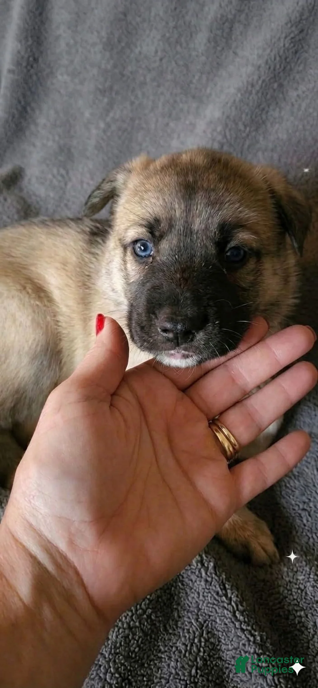 Gerberian Shepsky dogs for sale: Gerberian Shepsky 5 - Ad 2