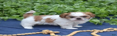 Penny 