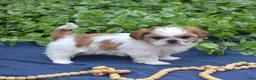 Shih Tzu dogs for sale: Penny  - Ad 1
