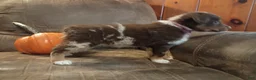 Australian Shepherd dogs for sale: Hazel - Ad 5