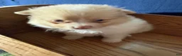 Pomeranian dogs for sale: Andy - Ad 20