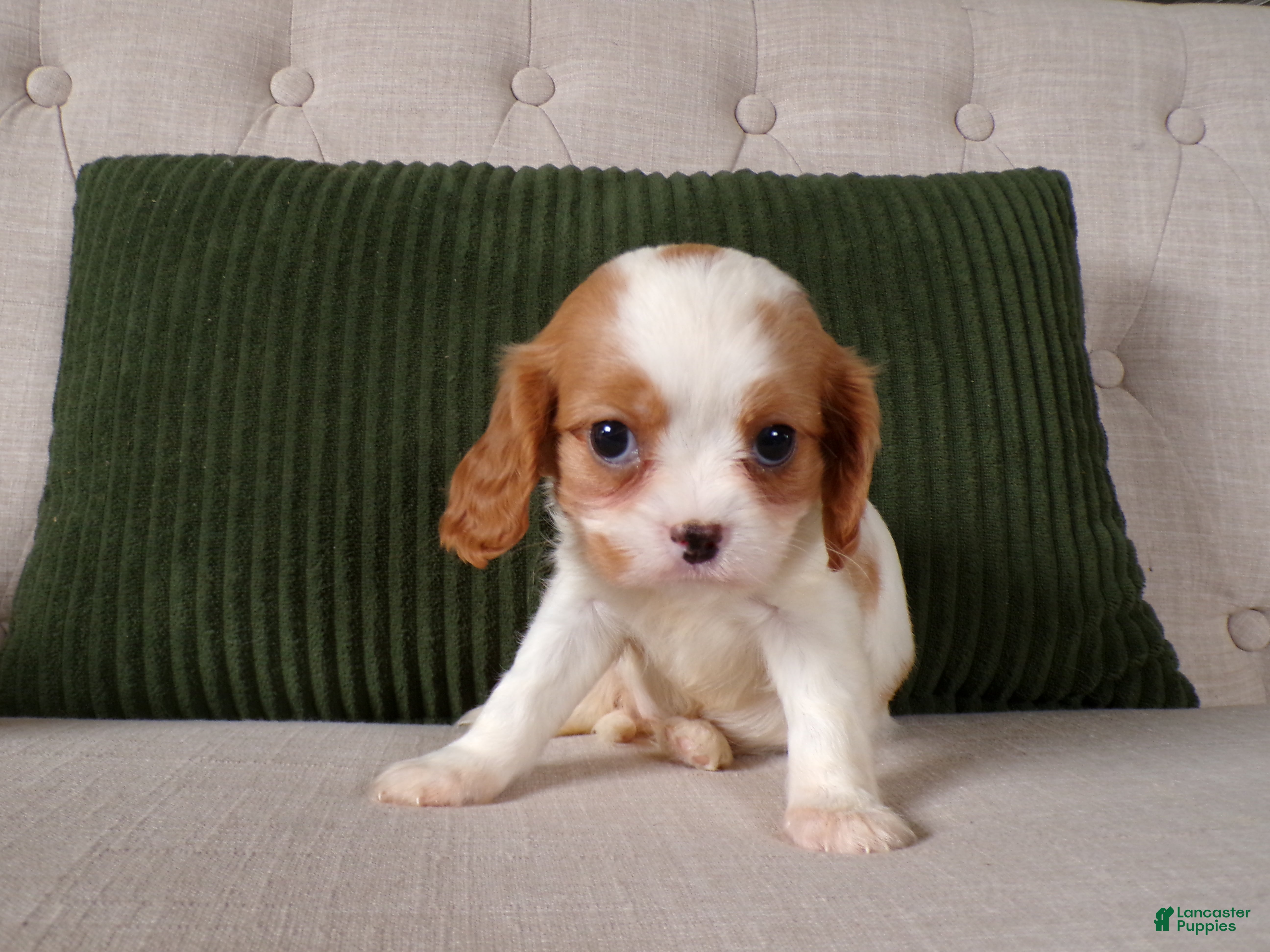 Cavalier King Charles Spaniel dogs Quintin - Ad 2