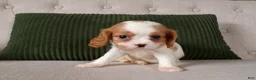 Cavalier King Charles Spaniel dogs for sale: Quintin - Ad 2