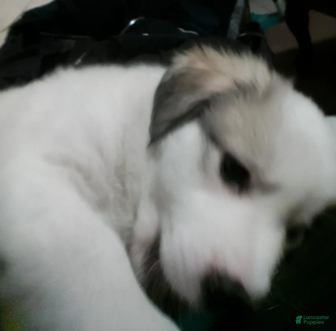 Mixed Breed dogs for sale: Mixed Breed Puppy 1 - Ad 22