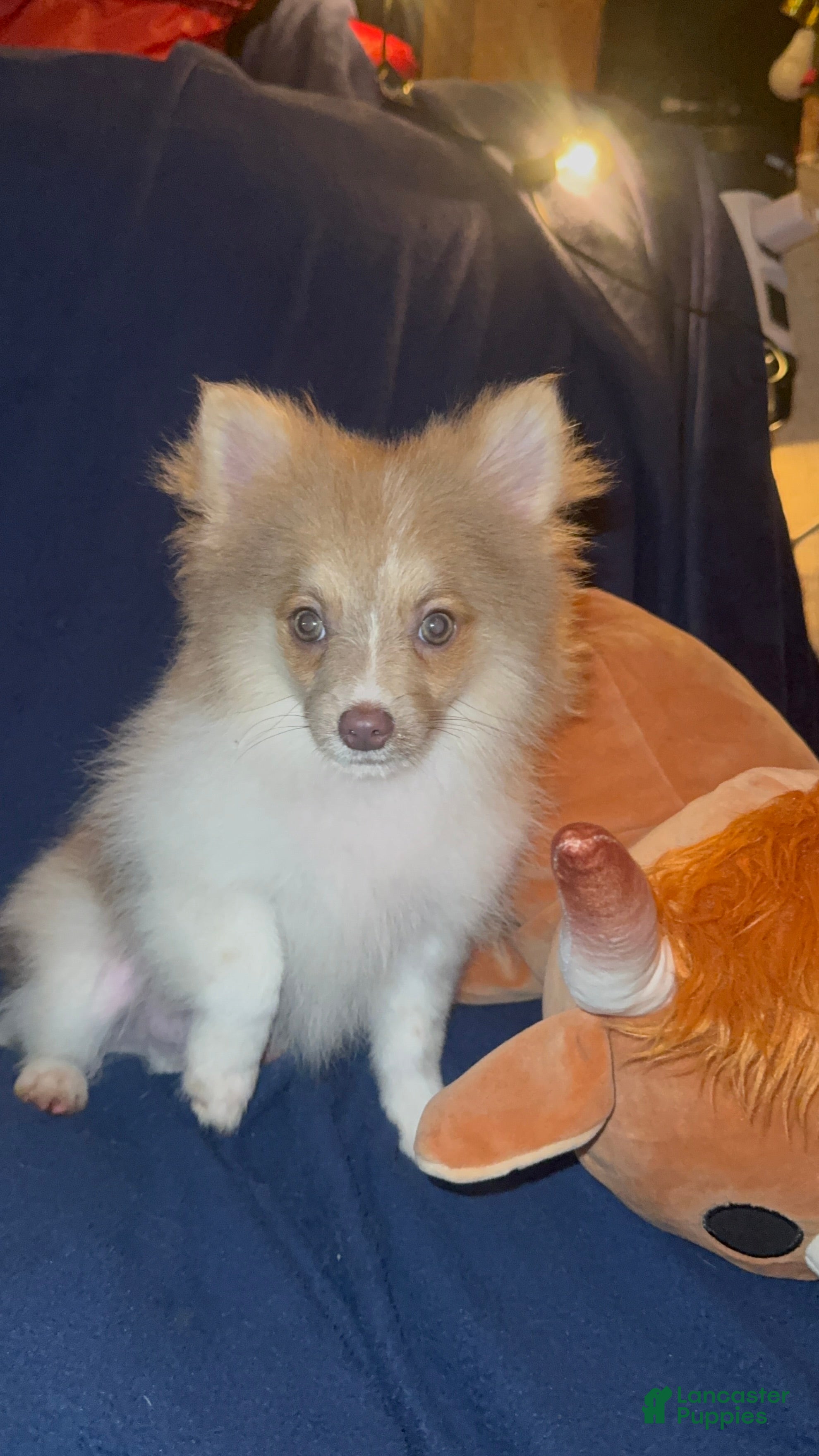 Pomeranian dogs Coby - Ad 1