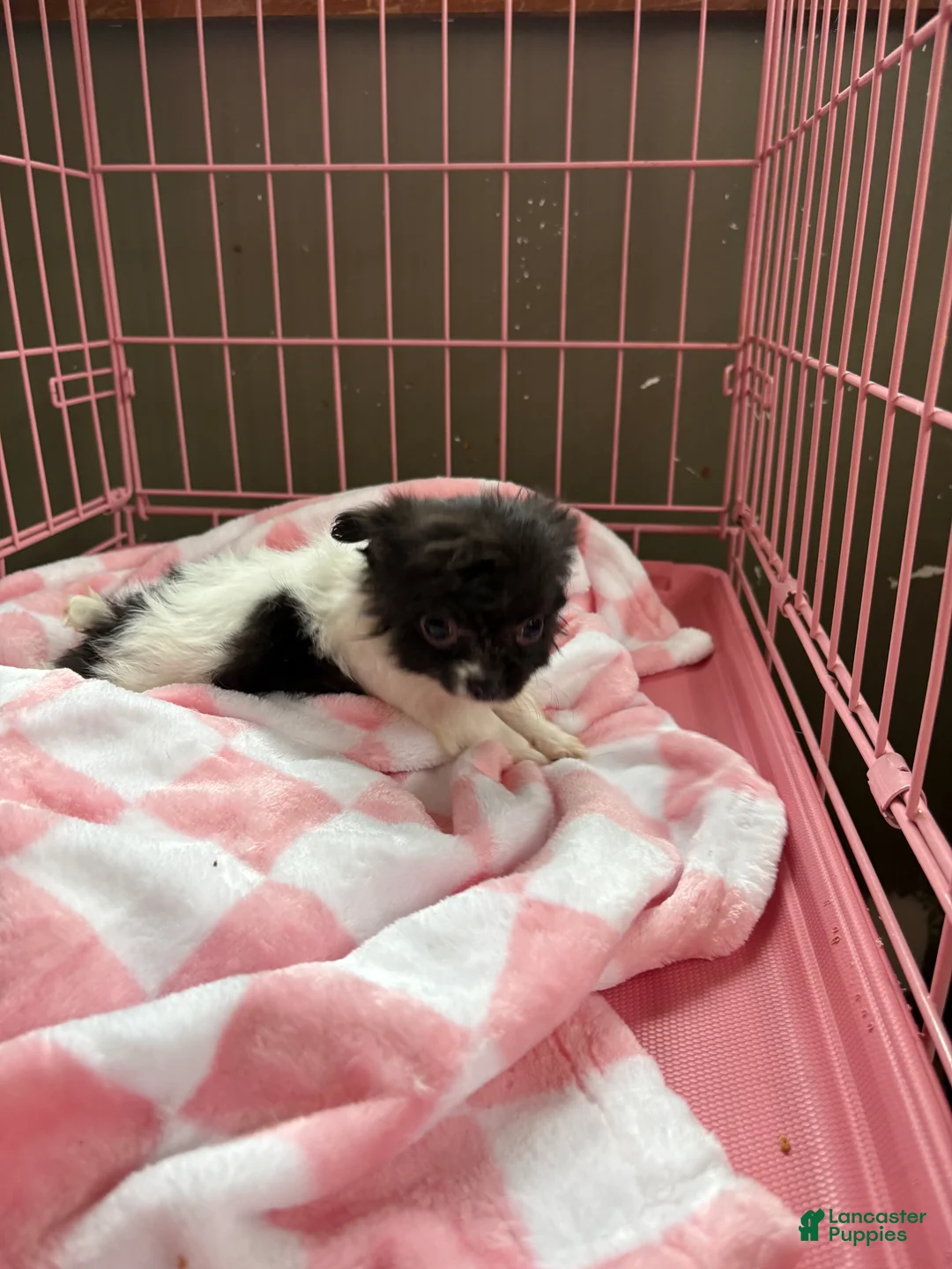 Pomchi dogs for sale: Pomchi Puppy 1 - Ad 4