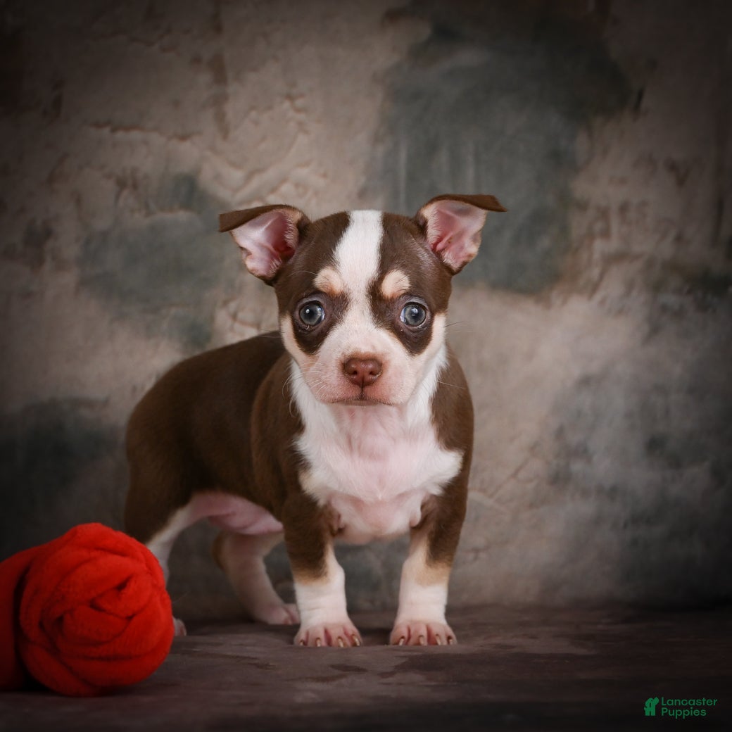 Chihuahua dogs for sale: CoCo - Ad 9